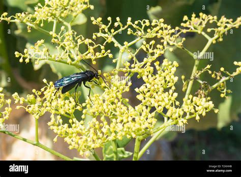 Giant Black Spider Hunting Wasp Cyphononyx Atropos Foraging Nectar On