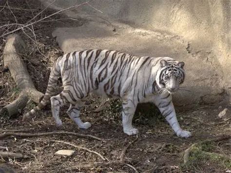What Do White Tigers Eat White Tiger Diet And Eating Habits Animals