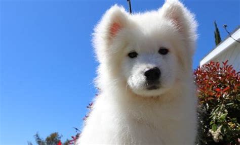 Samoyed Puppy For Sale Adoption Rescue Samoyed Puppy Adoption In