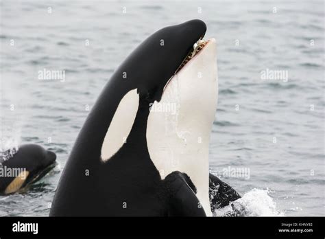 Orca Orcinus Orca Transiente Spyhopping Und Tragen Rosa Lachs