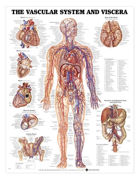 Peter Bachin Vascular System And Viscera Chart Vascular Human