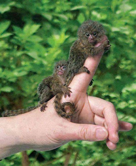 Heres The Smallest Monkey In The World Pygmy Marmoset Cute