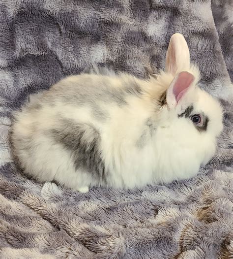 2 Male Lionhead Rabbits For Adoption Rabbits For Sale
