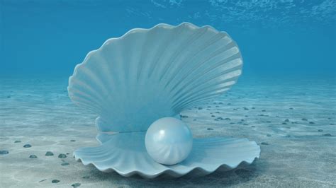 Pearl Inside Seashell Beautiful Pearl Shell Stock Footage Video 100