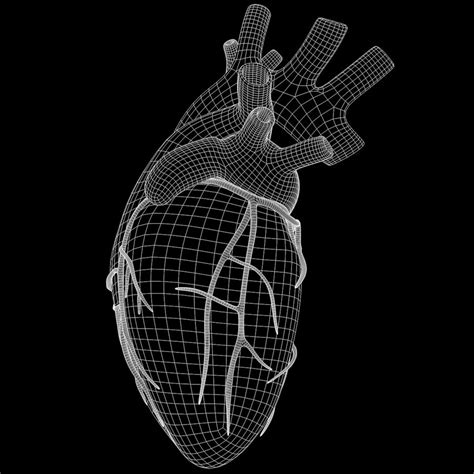 Corazón Humano Modelo 3d 19 Unknown Stl Obj Fbx C4d 3ds Free3d