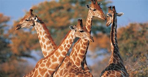 DNA Surprise! Giraffes Are Four Species, Not One | HuffPost