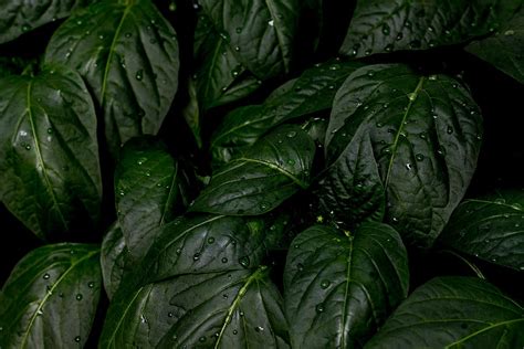 Hd Wallpaper Green Leafed Plant After The Rain Close Up Dark Green