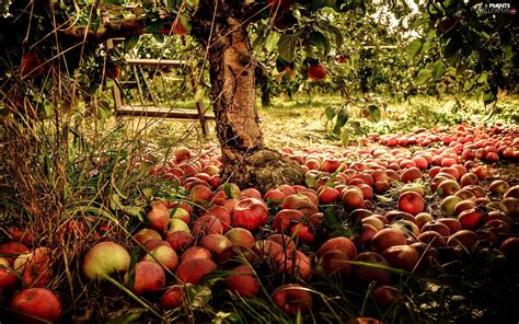 Apples Apple Tree Orchard Przebijajce Luminosity Blur Sun Flash