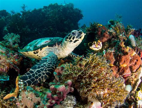 Sea Turtle Biology Raja Ampat Biodiversity Eco Resort