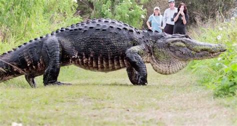 Watch Massive Alligator May Be Worlds Largest Blurred Culture