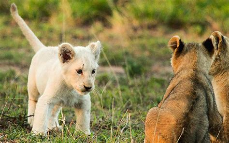 Where To See One Of The Only Wild White Lions In The World