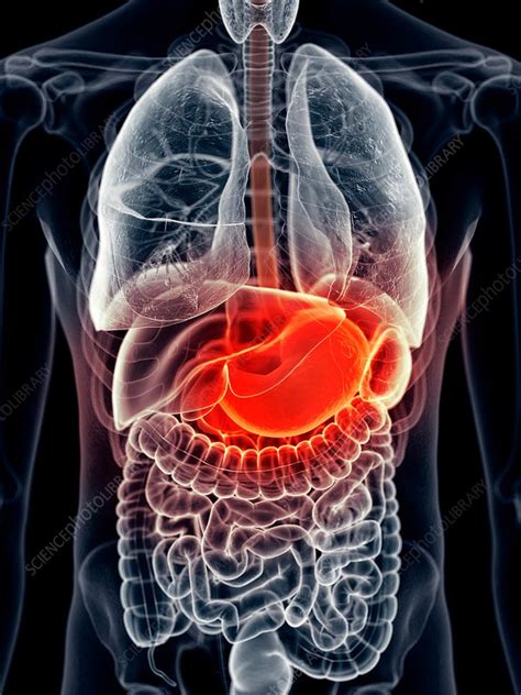Human Stomach Stock Image F0163001 Science Photo Library