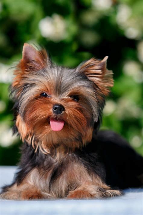 Cute Little Yorkshire Terrier Puppy Lying On The Background Blooming