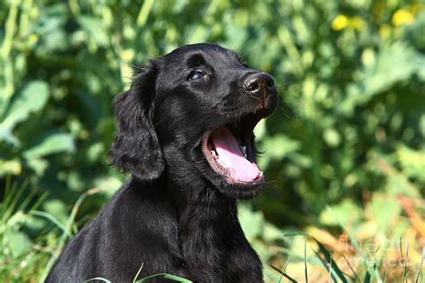 Black Flat Coated Retriever Puppy Yawning Photograph By Dog Photos