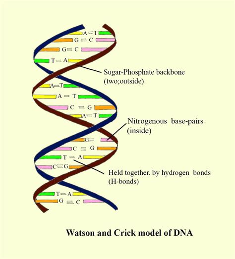 In The Watson And Crick Model Of DNA The Ladder Are Composed Of A