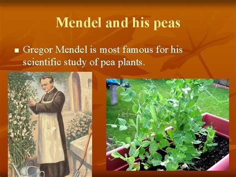 Gregor Mendel Give Peas A Chance How A