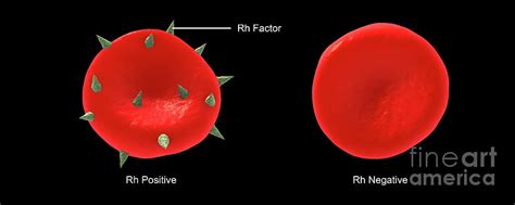 Conceptual Illustration Of Rh Factor On A Red Blood Cell Digital Art