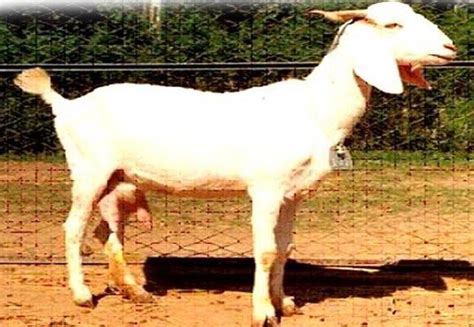 A White Goat Standing On Top Of A Dirt Field Next To A Fence And Trees