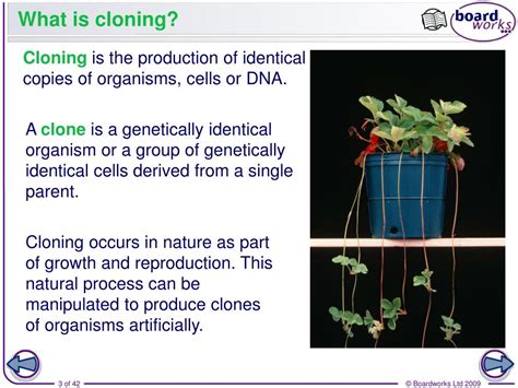 Cloning Meaning