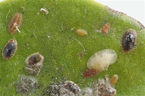 Brown Soft Scales On Eastern Mistletoe Coccus Hesperidum Bugguidenet