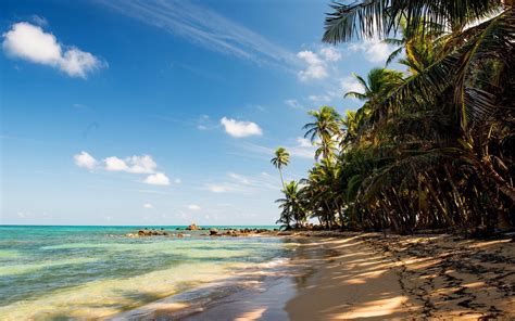 Tropical Beach Sand Palm Trees Rocks Sea 2560x1600