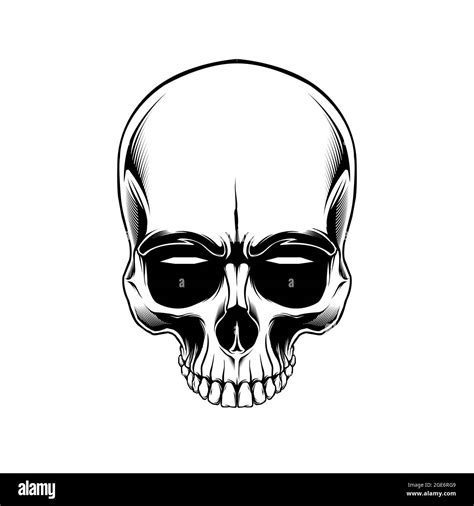 Clip Art Anatomy Skull In Beground White Stock Vector Image And Art Alamy