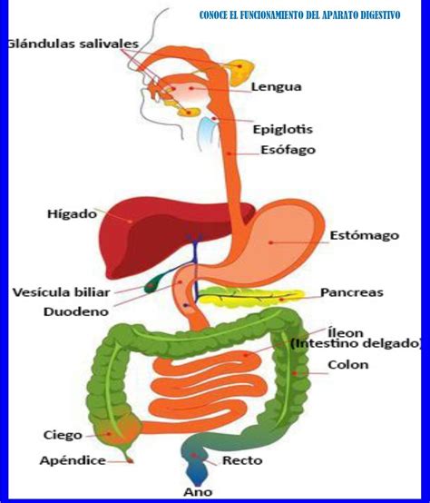 Aparato Digestivo Para Nios Tu Sistema Digestivo Images And Photos Finder