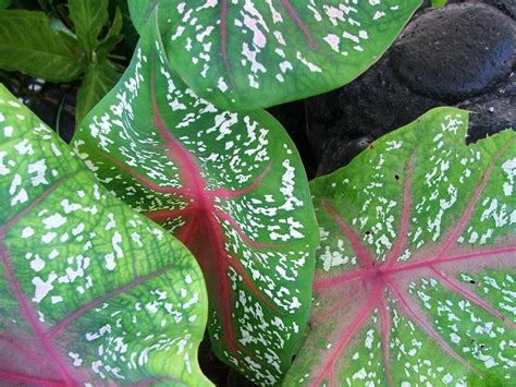This sophisticated, stylish tropical plant is a popular option for inside the home. Gardens of Savaii
