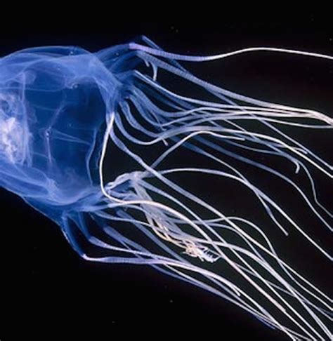 8 Weird But Awesome Sea Creatures Awesome Ocean