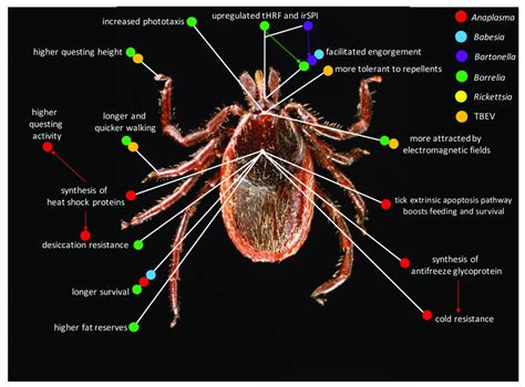 Main Behavioral Changes Caused By Pathogen Infection Of The Tick