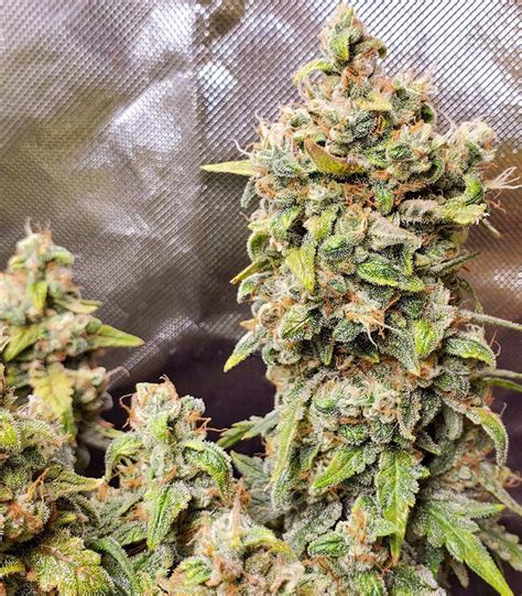 Original Afghan Kush Auto Feminized Seeds For Sale Information And