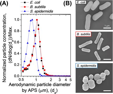 The Size And Morphology Of The Test Airborne Bacterial Particles A