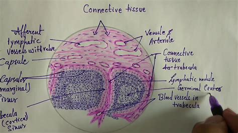 Lymph Nodes Histology Diagram