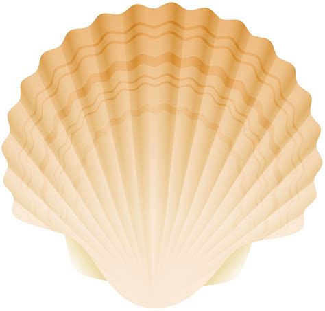 Seashells Clipart Shell Scallop Seashells Shell Scallop Transparent