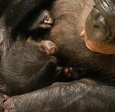 Kids', toddler, & baby clothes with bonobo designs sold by independent artists. Bonobo-Baby im Zoo Leipzig wird von Ersatzmutter versorgt ...