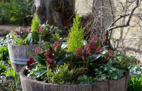 Caring For Your Container Gardens In The Winter The Great Big