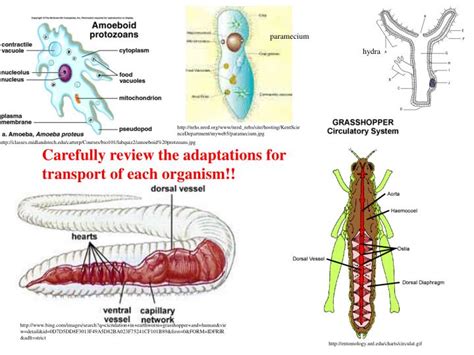 Ppt Transport Circulation Immunity Powerpoint Presentation Free Hot Sex Picture