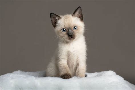 12900 Siamese Kitten Stock Photos Pictures And Royalty Free Images