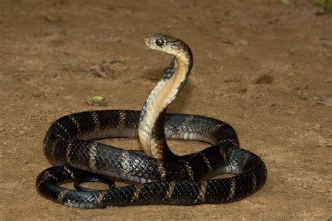 King Cobra Snake ~ Animals World