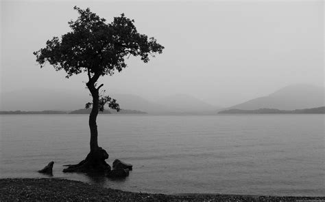 Download Nature Earth Lake Lonely Tree Tree Photography Black And White