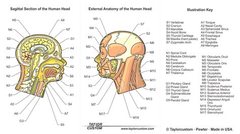 Anatomical Human Head Taylorcustom