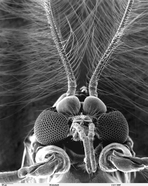 Insect Sem Part 3 Macro Photography Insects Micro Photography
