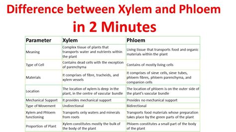 Differences Between Xylem And Phloem Xylem Vs Phloem Youtube