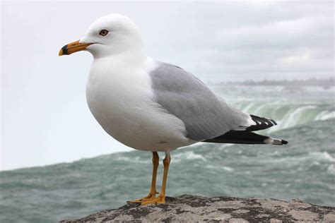 The Meaning And Symbolism Of The Word Sea Gull