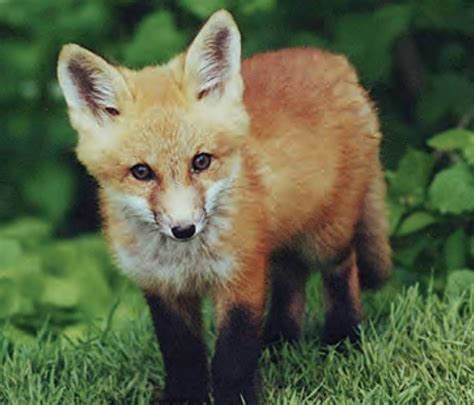 Animal Facts Red Fox Canadian Geographic