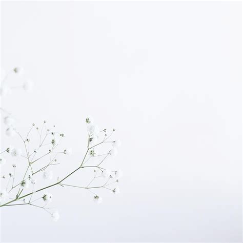 Aesthetic white background 5 » background check all. No photo description available. | Flower illustration ...