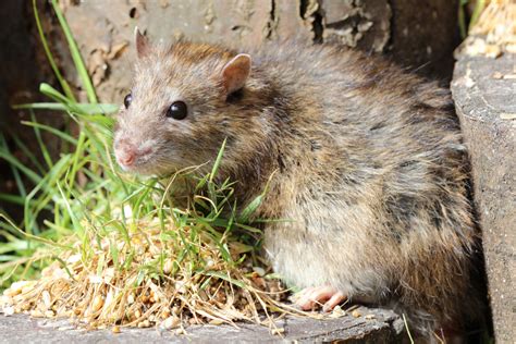 Action Pest Control Servicesnorway Rat Action Pest Control Services