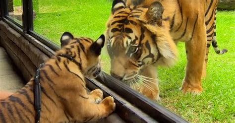 Małe Tygryski Poznają Dorosłego Osobnika Zobaczcie Kobieta