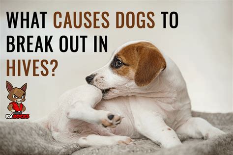 What Causes Dogs To Break Out In Hives K9 Rocks