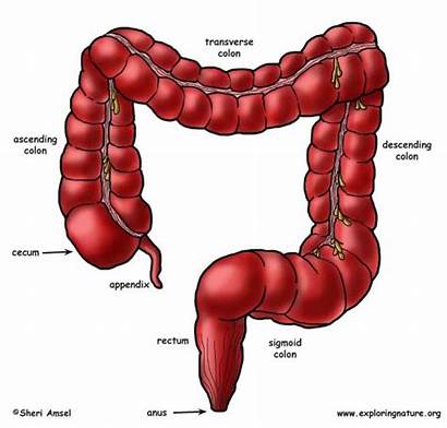 Intestine Colon Facts Anatomy Intestines Sequitur Ending